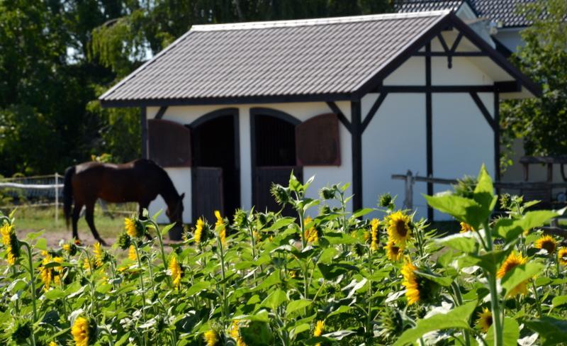 Zielone Zacisze Bed and Breakfast Murzynowo Kościelne Exterior foto